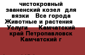 чистокровный зааненский козел  для вязки - Все города Животные и растения » Услуги   . Камчатский край,Петропавловск-Камчатский г.